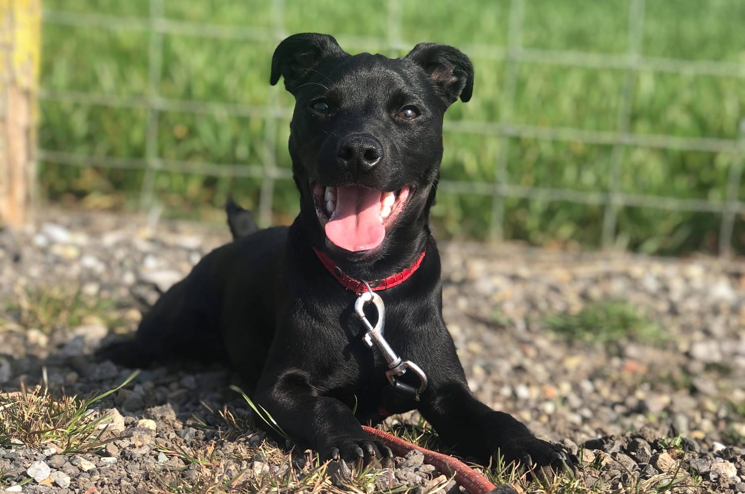 Patterdale terrier lying down on gravel