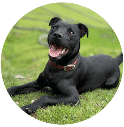 Buster the Patterdale Terrier