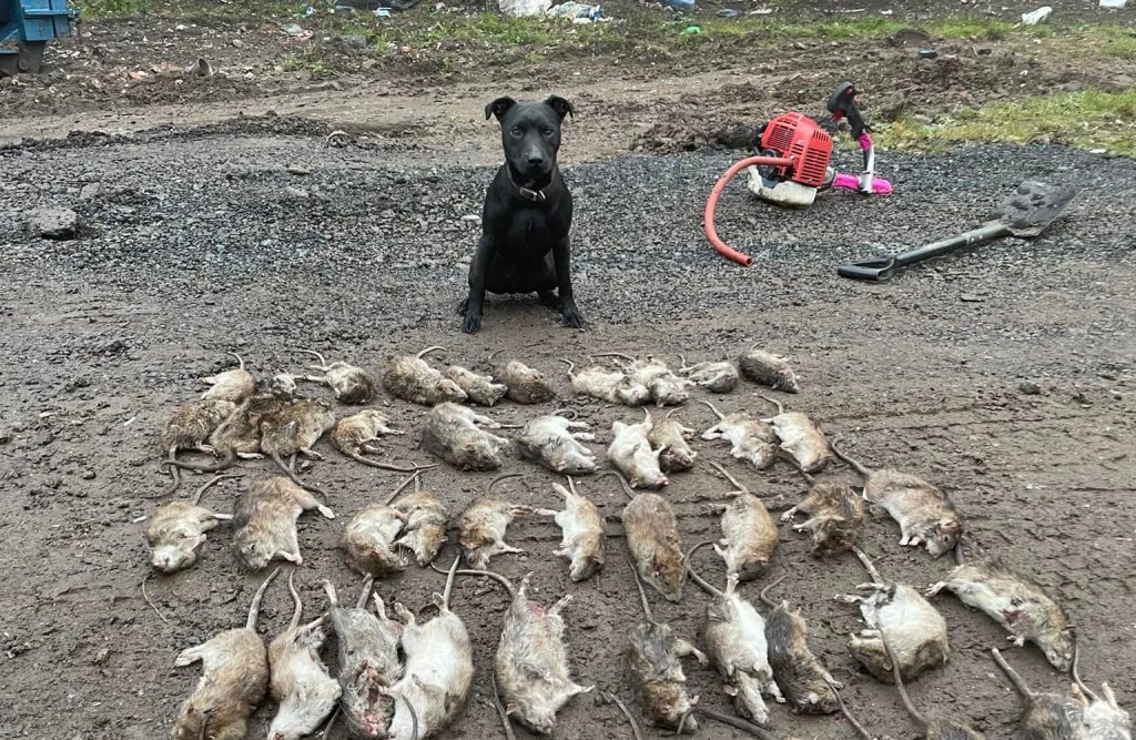 Working patterdale terrier in front of dead rats