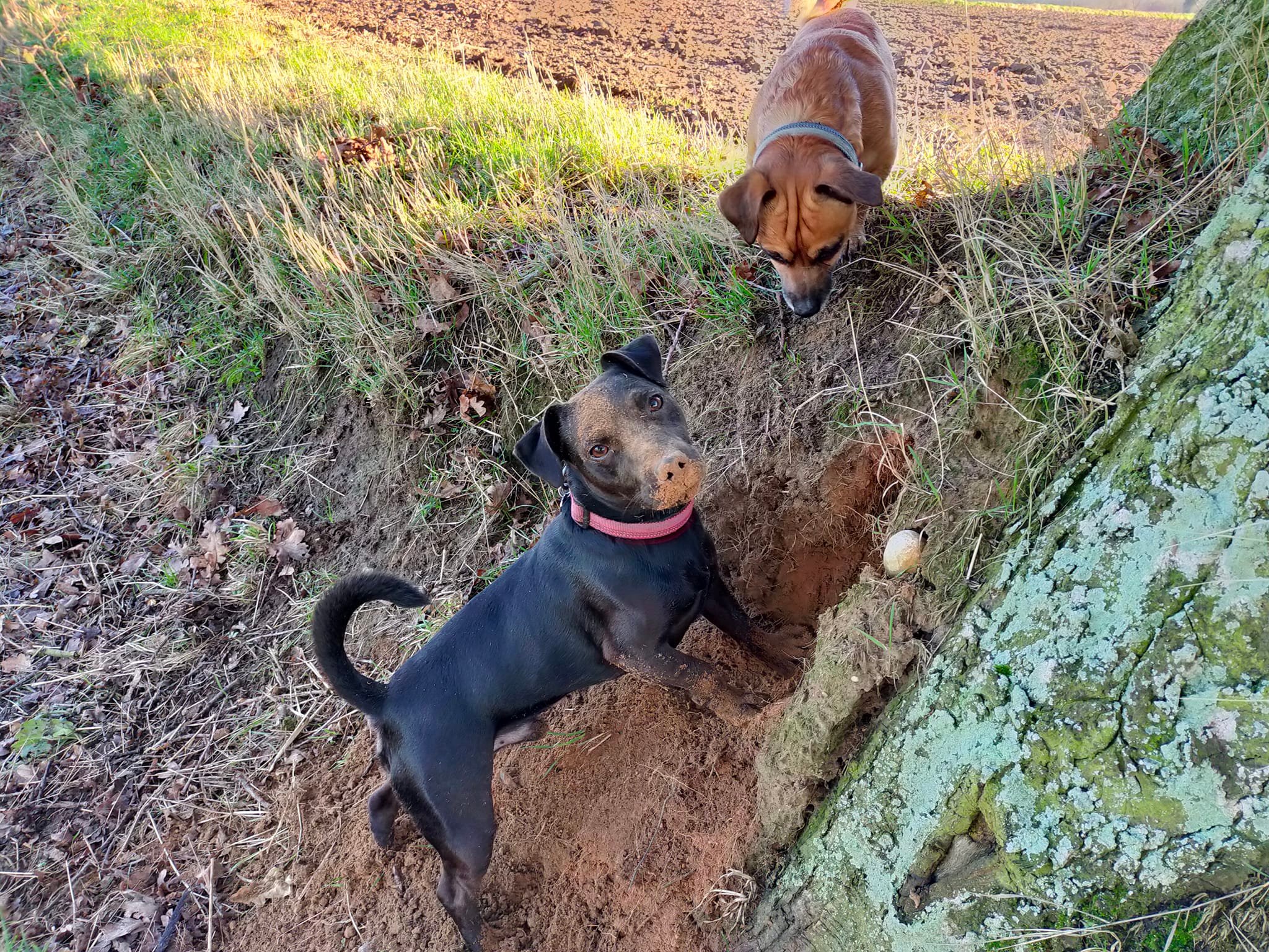 Patterdale Terrier digging