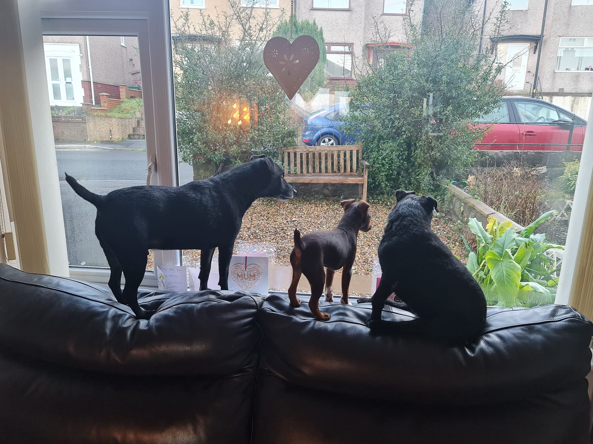 Patterdale terrier dogs looking at window