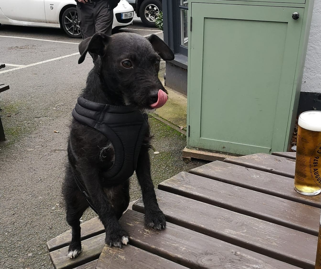 do patterdale terriers shed hair