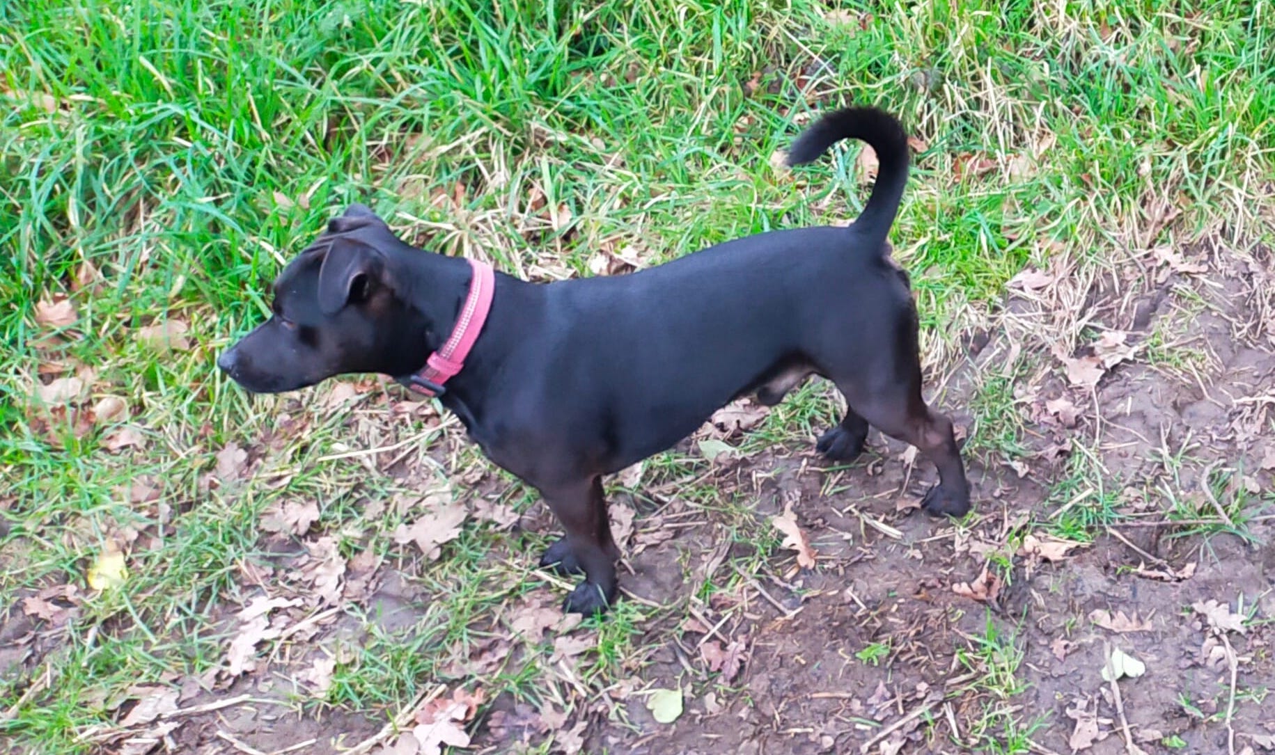 patterdale terrier health problems