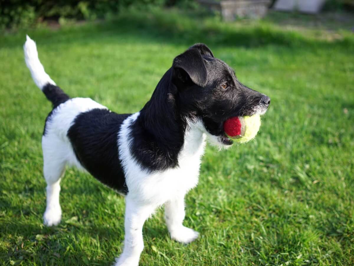 patterjack with ball in mouth