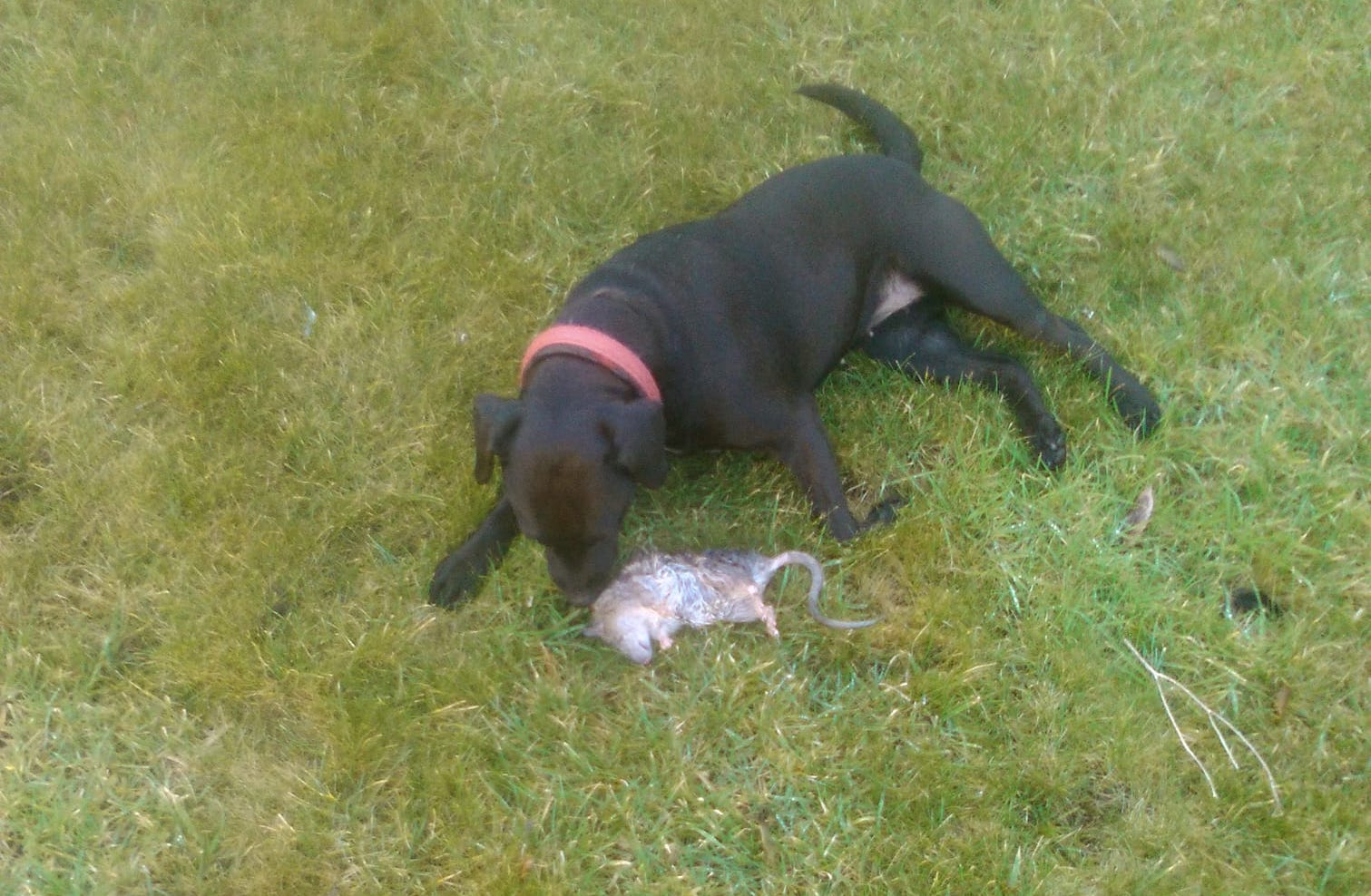 working patterdale terrier with rat