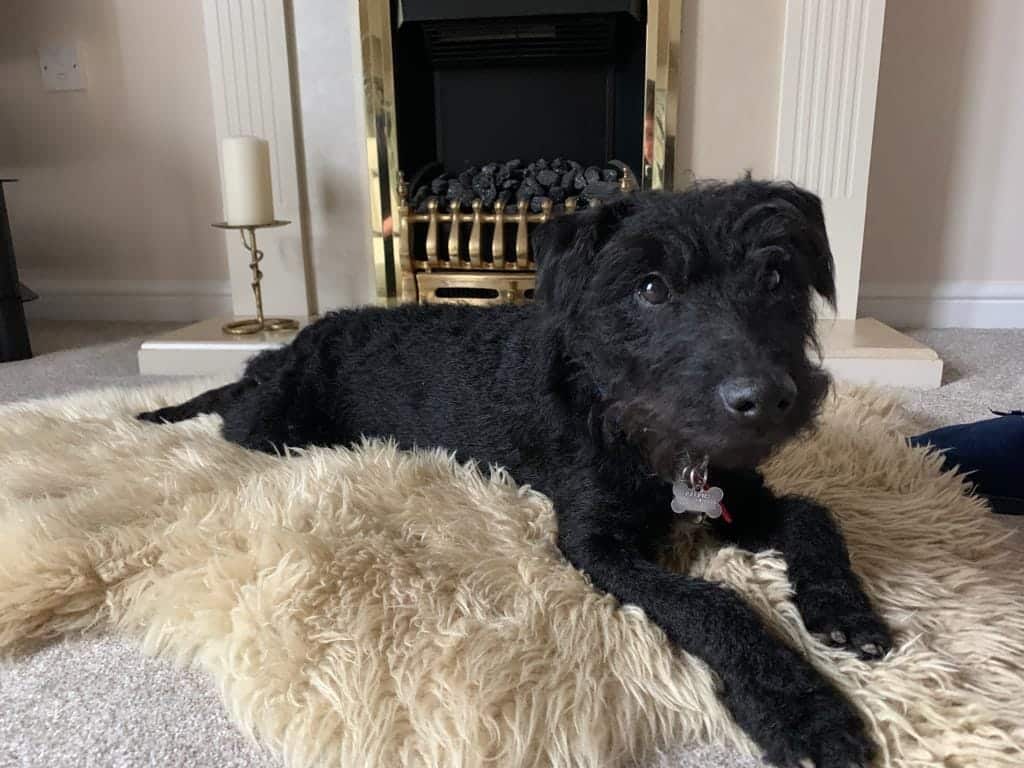 Long haired Patterdale Terrier