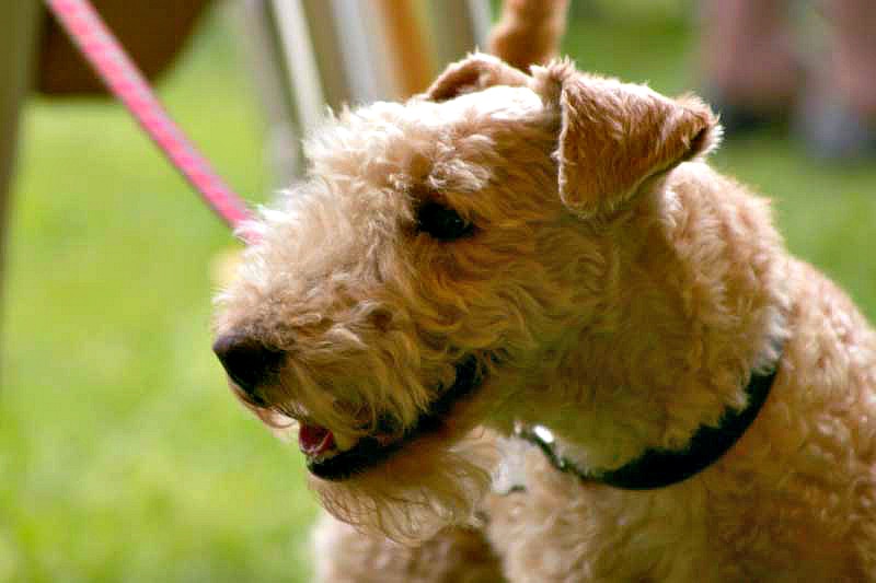 Lakeland terrier on a lead close-up of head