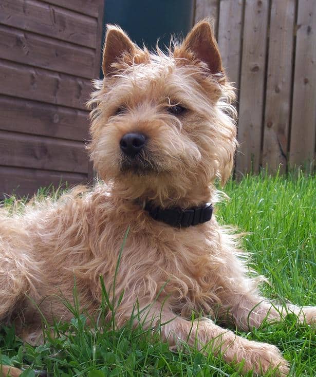 lakeland/ patterdale cross on grass