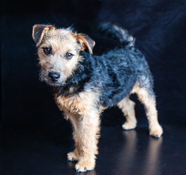 Lakeland terrier standing