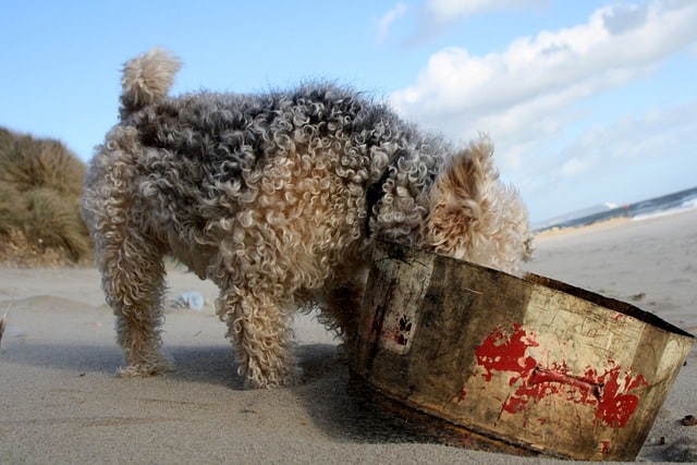 Lakeland terrier on the beach with its head in a bucket